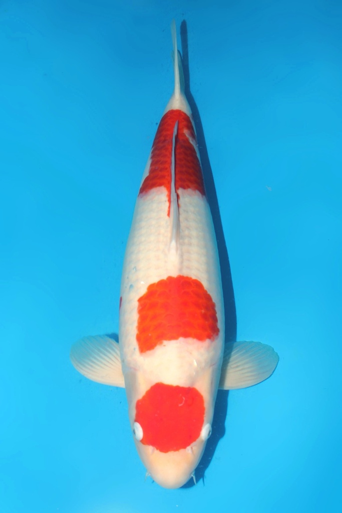 大日产 红白 三才 雌性 69cm 345014