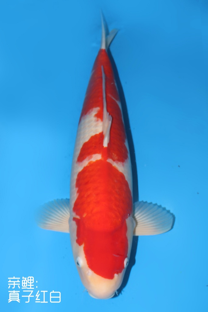 桃太郎产 红白 三才 雌性 71cm 345053