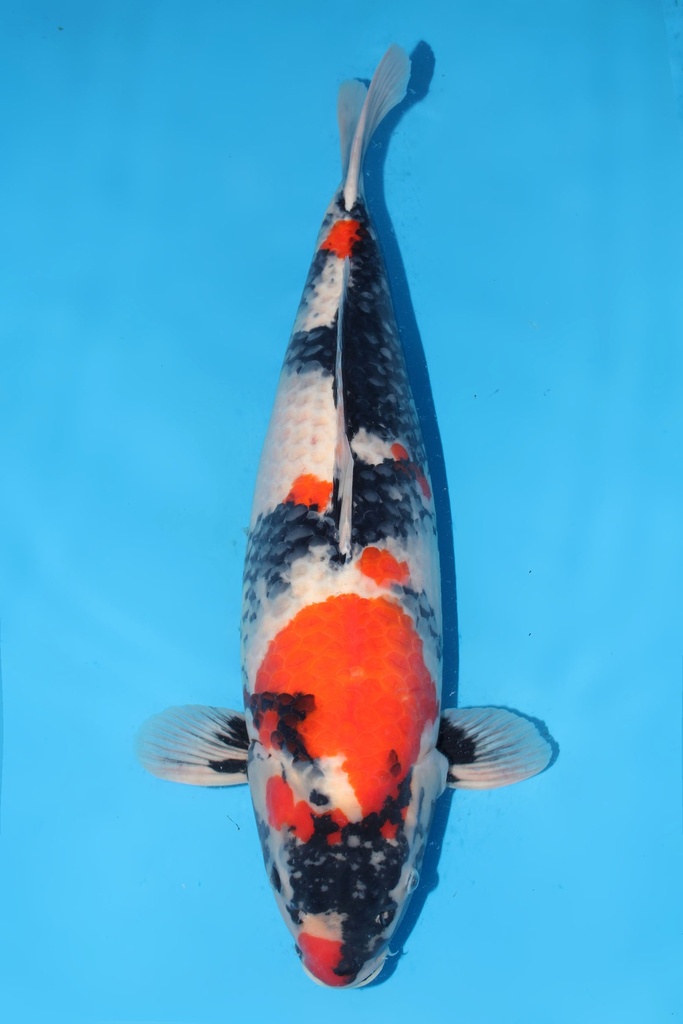 大日产 昭和 三才 雌性 66cm 345015