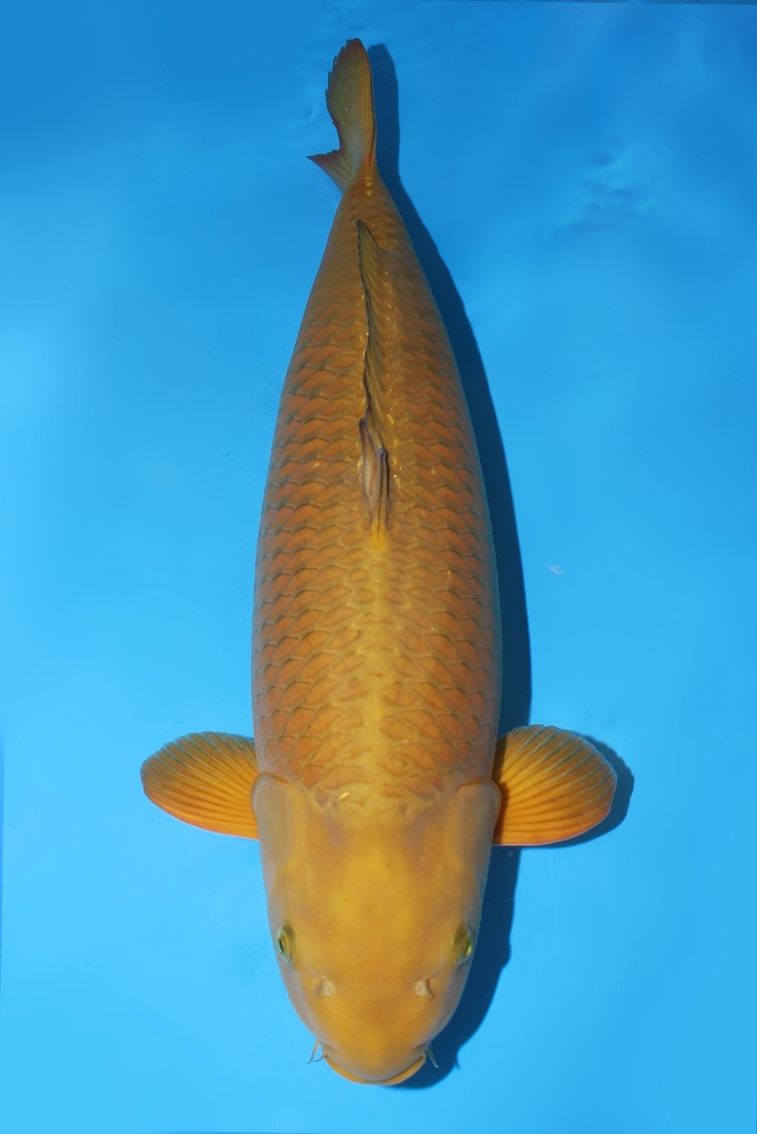 345005 (副本) (副本) (副本) (副本) (副本) (副本) (副本) (副本) (副本) (副本) (副本) (副本) (副本) (副本) (副本) (副本) (副本) (副本)