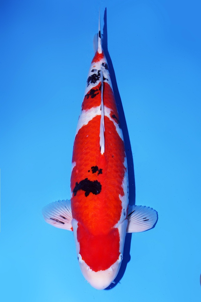 尾形产 大正 三才 66cm 雌性 345011