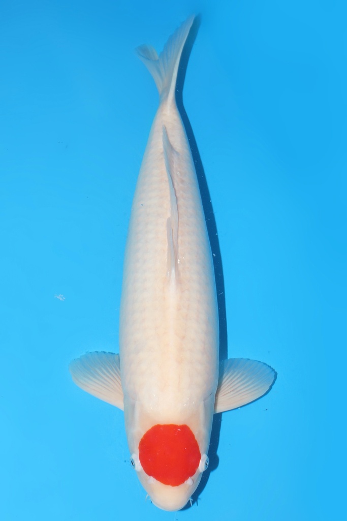 丸重产 丹顶 三才 雌性 53cm 345024