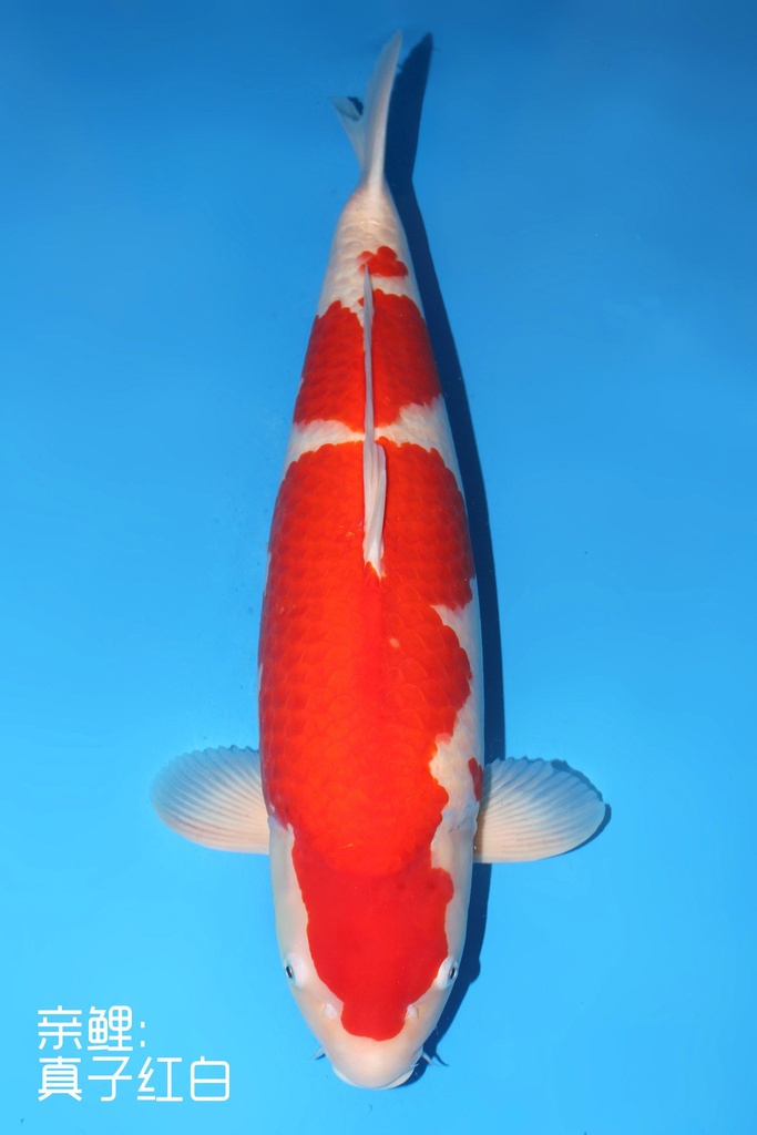 桃太郎产 红白 三才 雌性 66cm 345039