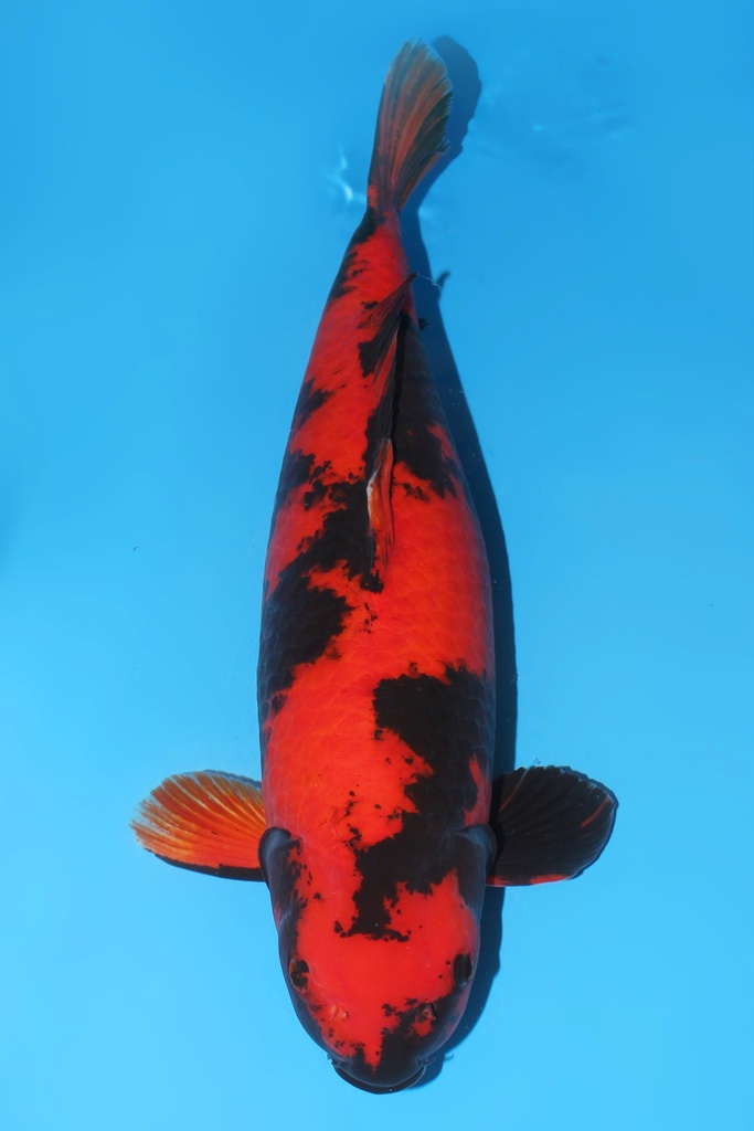 篠田产 绯写 三才 雌性 59cm 345045