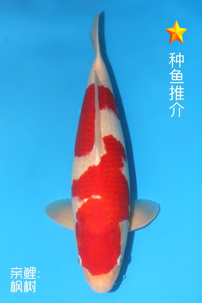 阪井产 红白 三才 雄性 51cm 345054