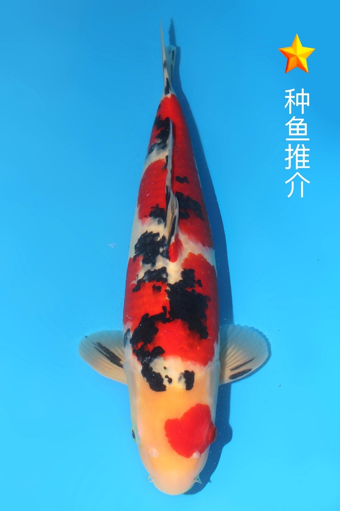 阪井产 大正 三才 雄性 48cm 345047