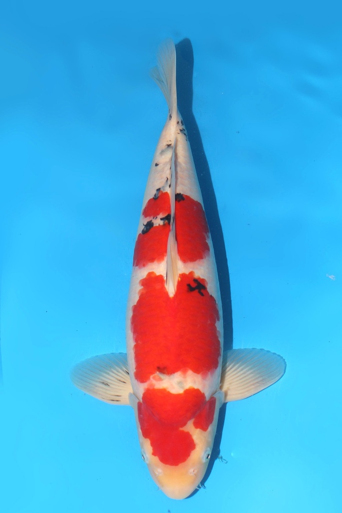 345005 (副本) (副本) (副本) (副本) (副本) (副本) (副本) (副本) (副本) (副本) (副本) (副本) (副本) (副本) (副本) (副本)