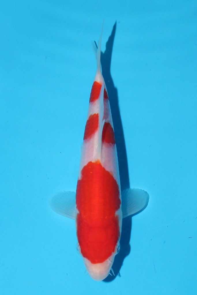 桃太郎产 红白 当才 公母不明 16cm 345061