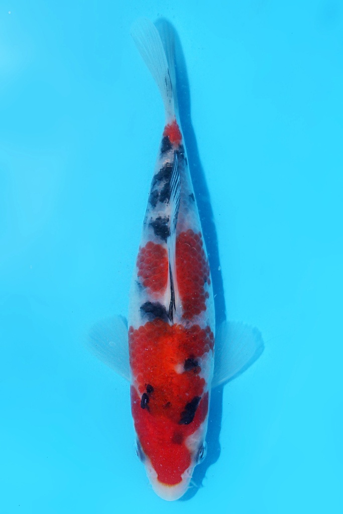 阪井产 大正 当才 公母不明 13cm 345052