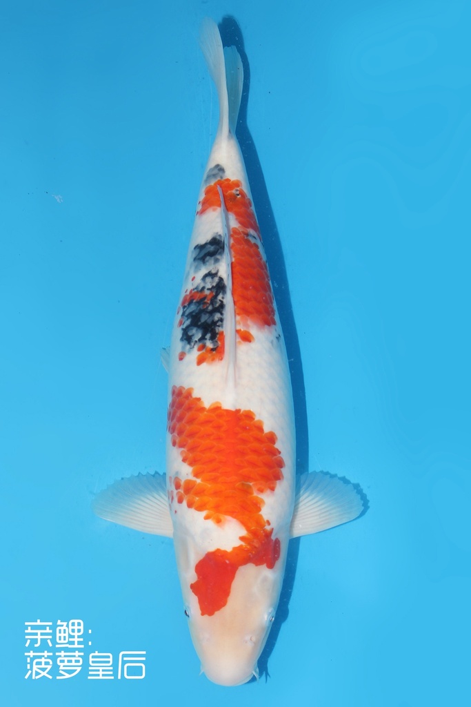 桃太郎产 大正 二才 雌性 51cm 345067