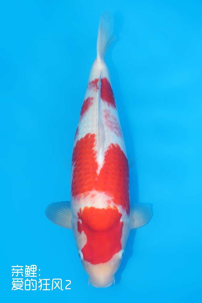 阪井产 红白 三才 雌性 51cm 345068