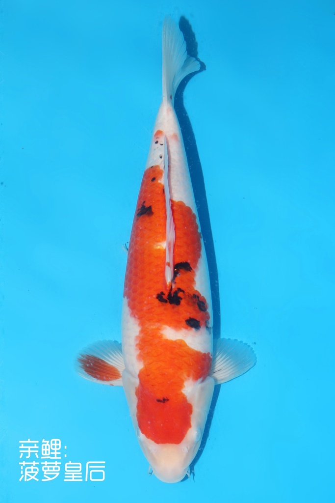 桃太郎产 大正 二才 雌性 39cm 345070