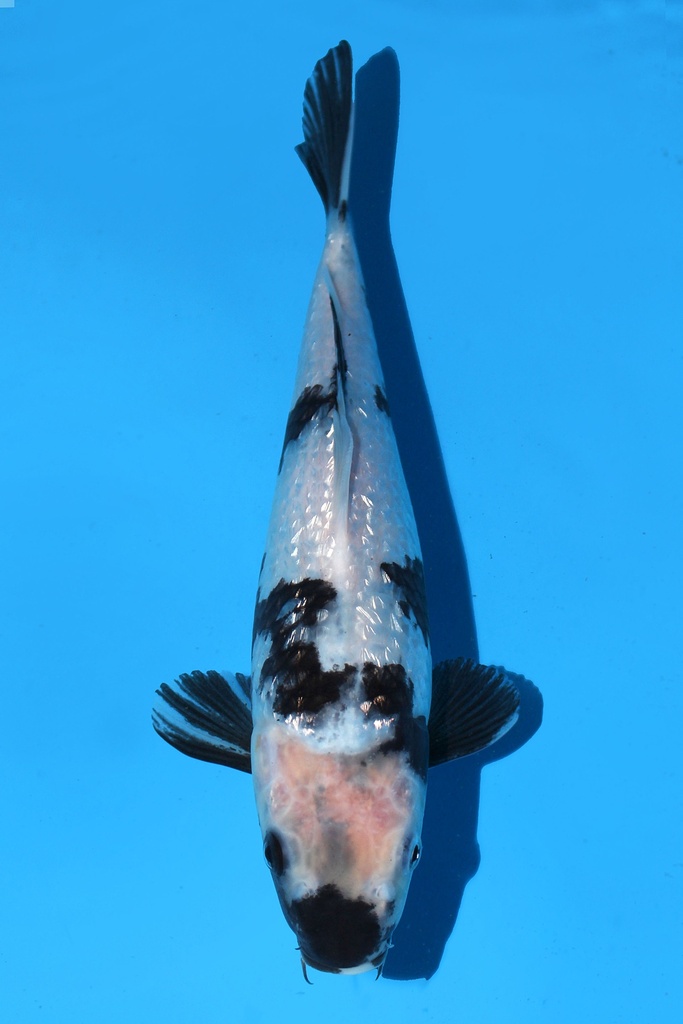 尾形产 银鳞白写 当才 雌性 27cm 345071