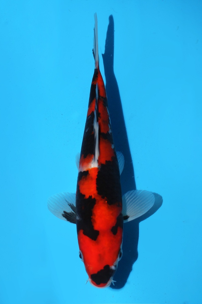 谷口产 昭和 当才 公母不明 25cm 345072