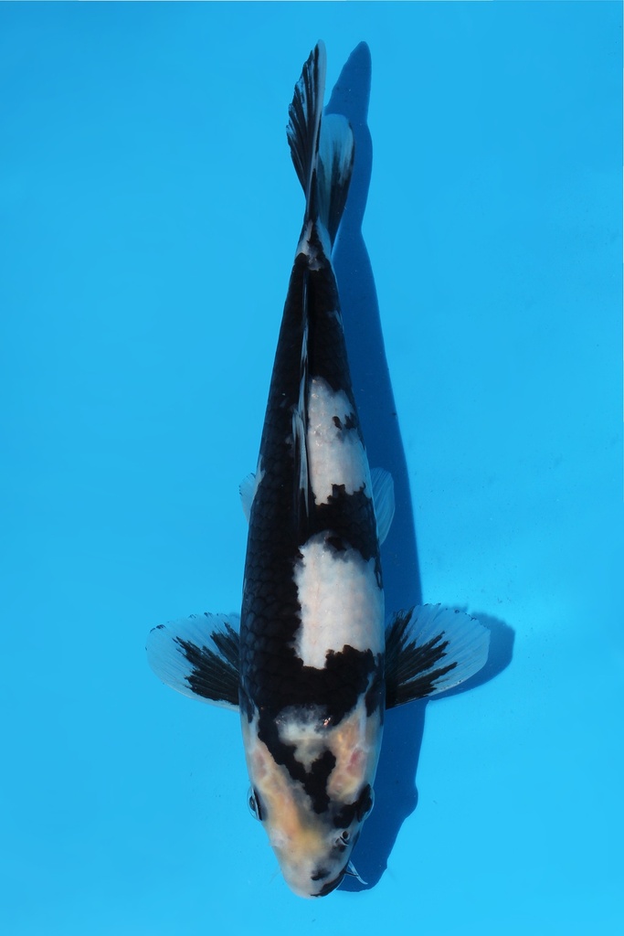 尾形产 白写 当才 雌性 26cm 345087