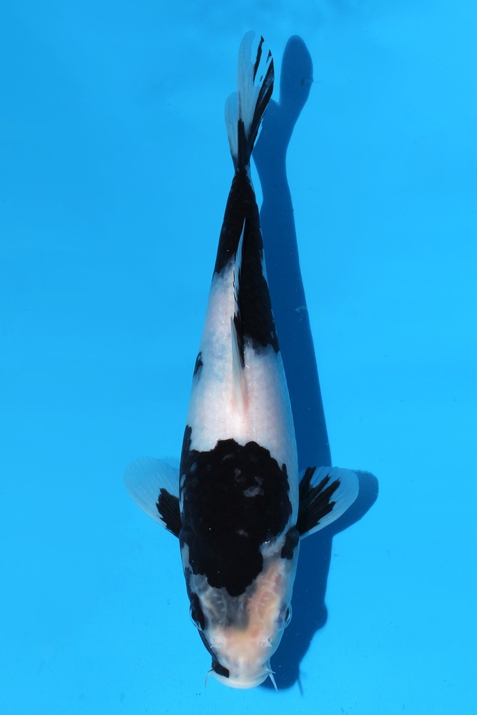 尾形产 白写 当才 雌性 26cm 345088