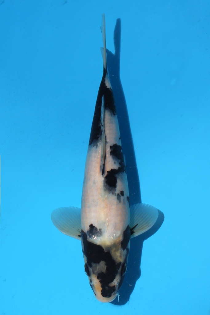 尾形产 白写 当才 公母不明 23cm 345089