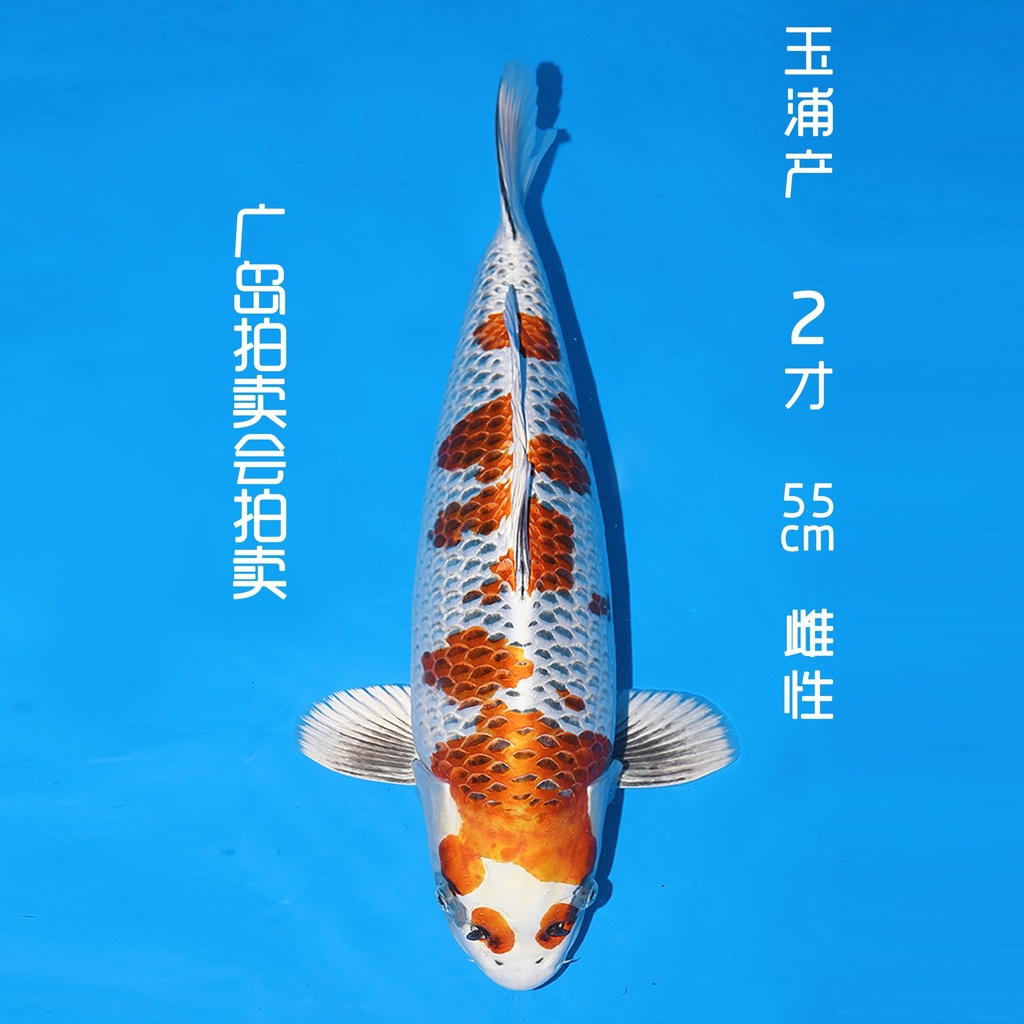 玉浦产 孔雀 二才 55cm 雌性 （现存日本）