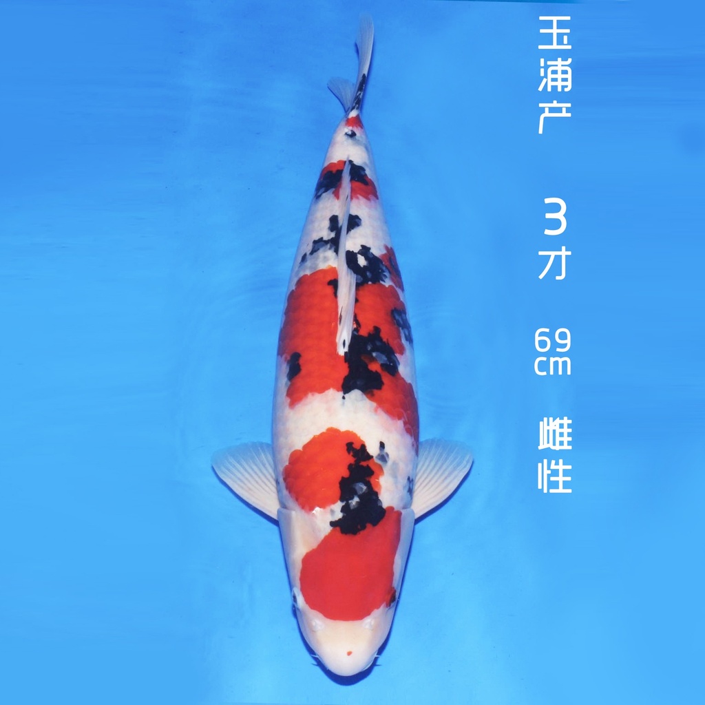 玉浦产 大正 三才 69cm 雌性（现存日本）