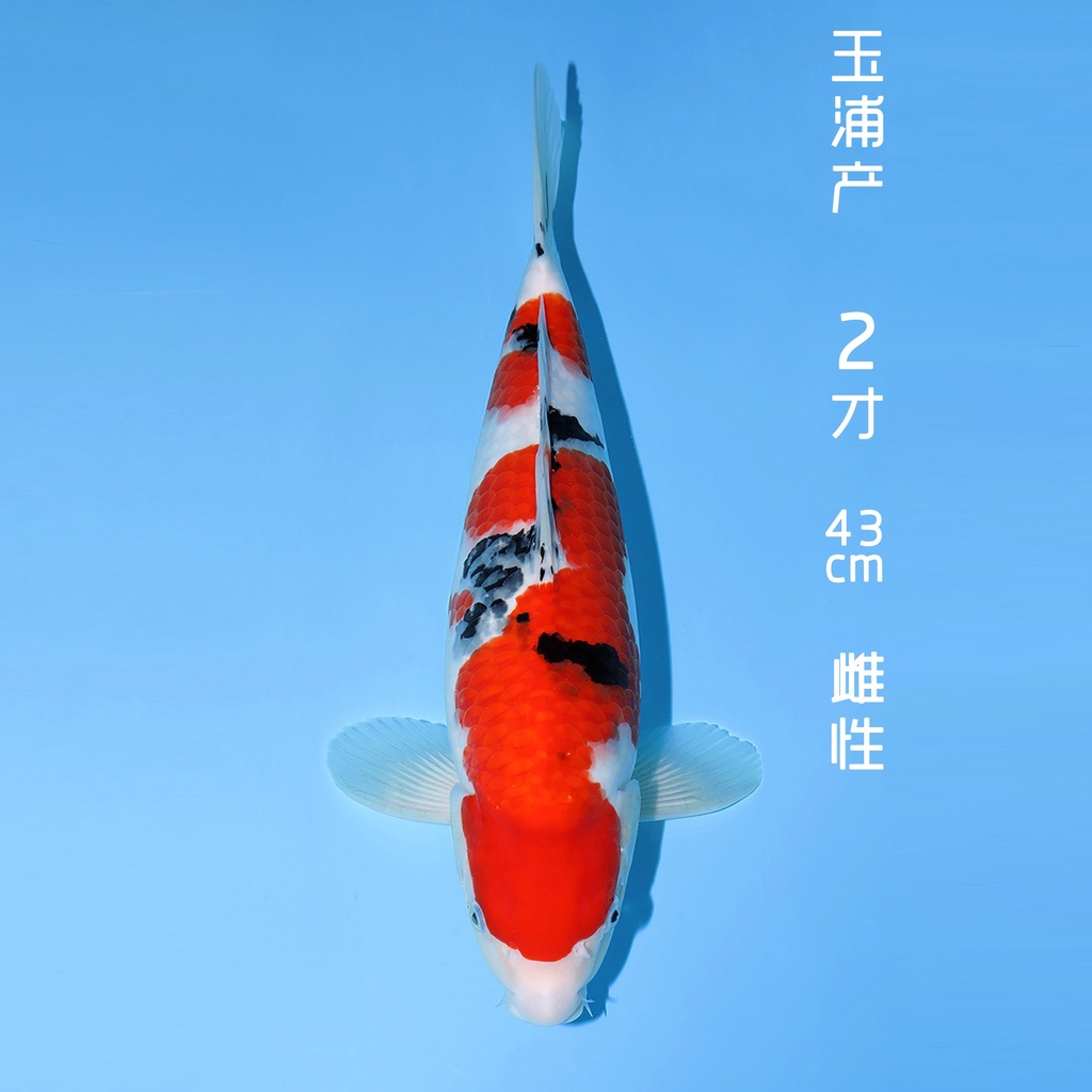 玉浦产 大正 二才 43cm 雌性（现存日本）