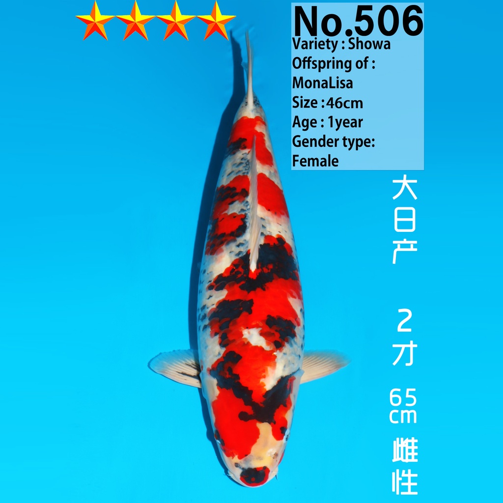 大日产 昭和 二才 65cm 雌性（鱼在日本）