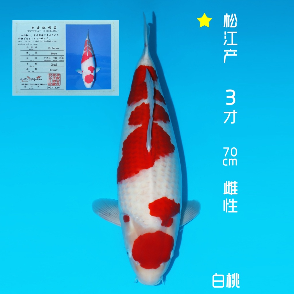 松江产 红白 三才 70cm 雌性（现存日本）