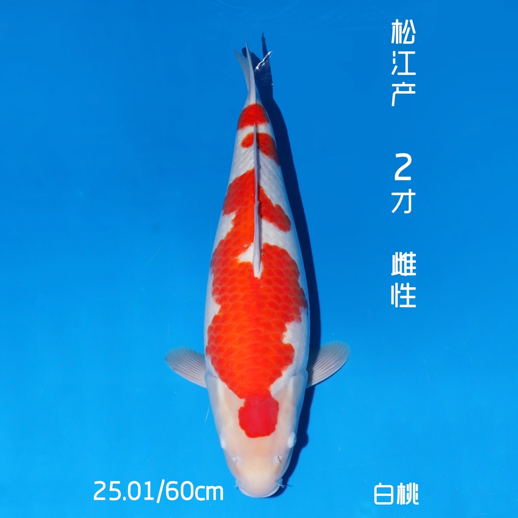 松江产 红白 二才 60cm 雌性 白桃（鱼在日本）