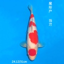 尾形产 红白 32cm 公母不明 （现存日本/附原装证书）