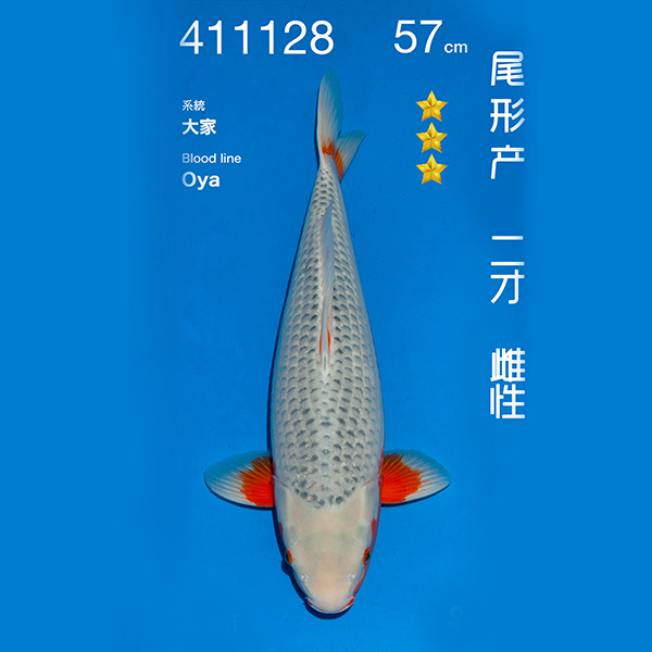 NO.128-24年11月尾形现场拍卖会 –浅黄  雌性 （ 回国运费实报实销）