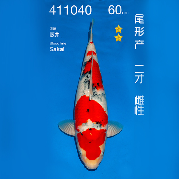 NO.040-24年11月尾形现场拍卖会 –大正  雌性 （ 回国运费实报实销）