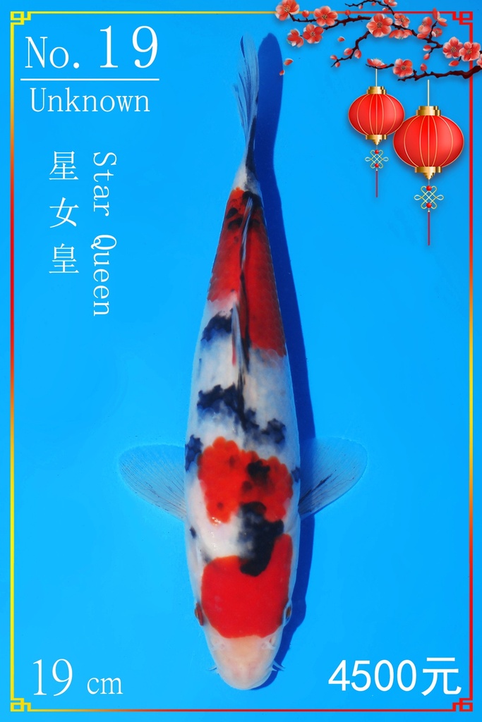 19 阪井产 尾款（海港～阪井线上抽签会） (副本)