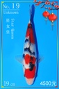 阪井产 大正 19cm 亲鲤星女王