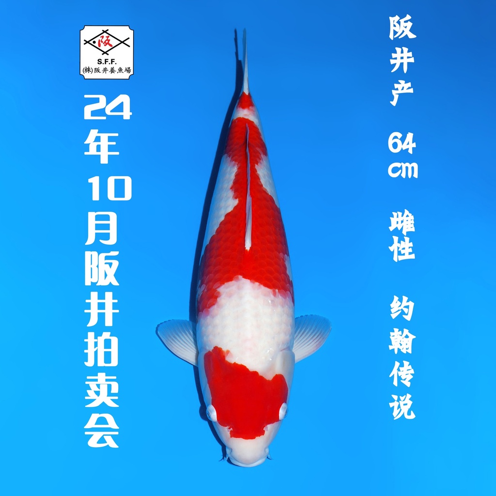 24年10月15-16日阪井现场拍卖会 –大正  雌性 （ 附现场视频/回国运费实报实销）