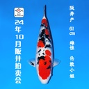 24年10月15-16日阪井现场拍卖会 –大正  雌性 （ 附现场视频/回国运费实报实销）