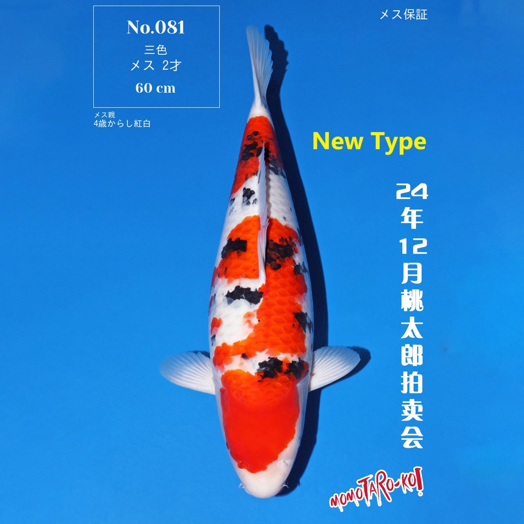 桃太郎竞拍会-大正 60cm 雌性