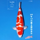 桃太郎竞拍会-大正 61cm 雌性