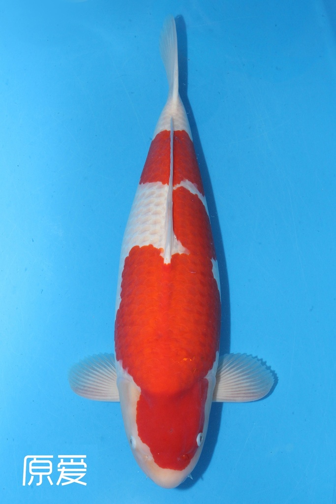 阪井产 三才 66cm 雌性 原爱 346002