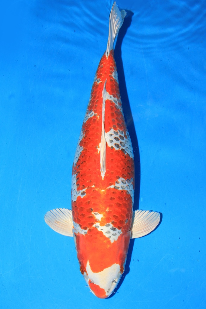 桃太郎产 四才 72cm 雌性 346005