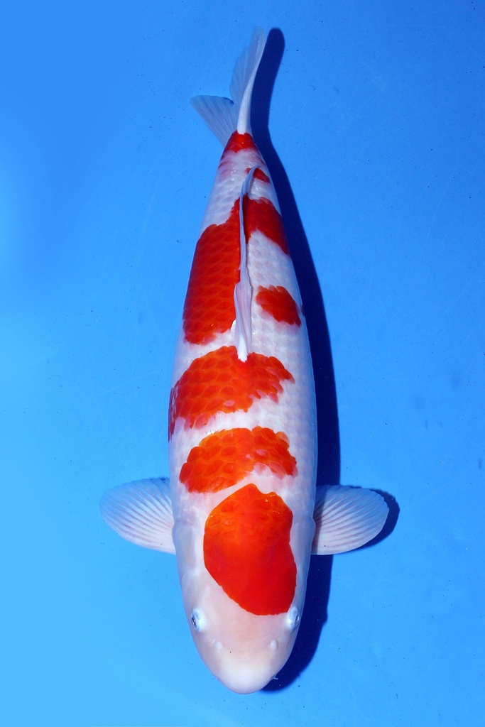 桃太郎产  三才 62cm 雌性 346011