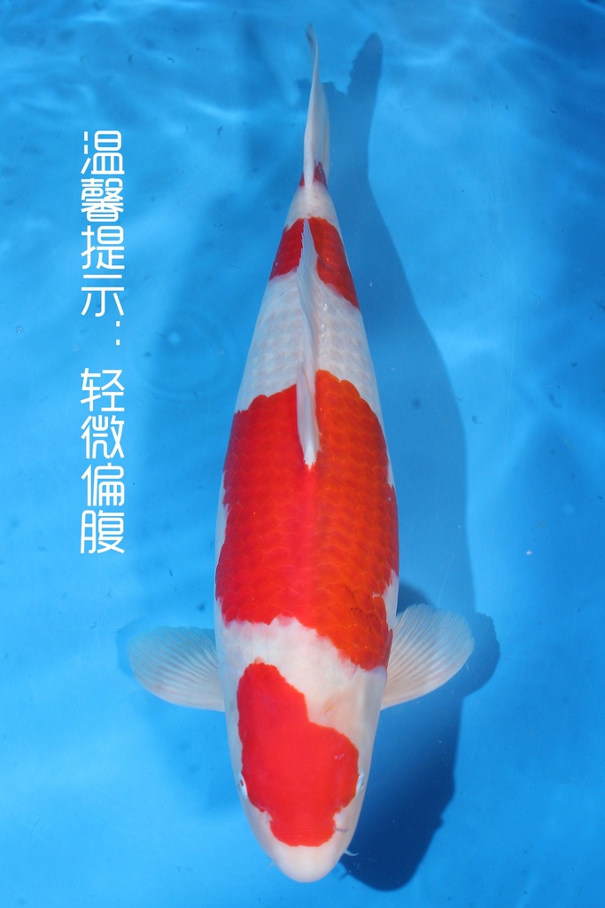 桃太郎产 三才 72cm 雌性 种鱼推介 346054