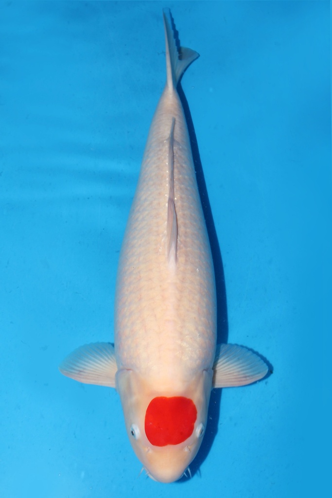 阪井 四才 69cm 雌性 346014