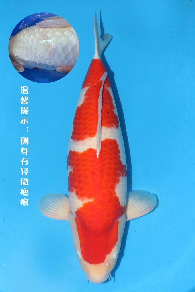 桃太郎 67cm 四才 雌性 346015