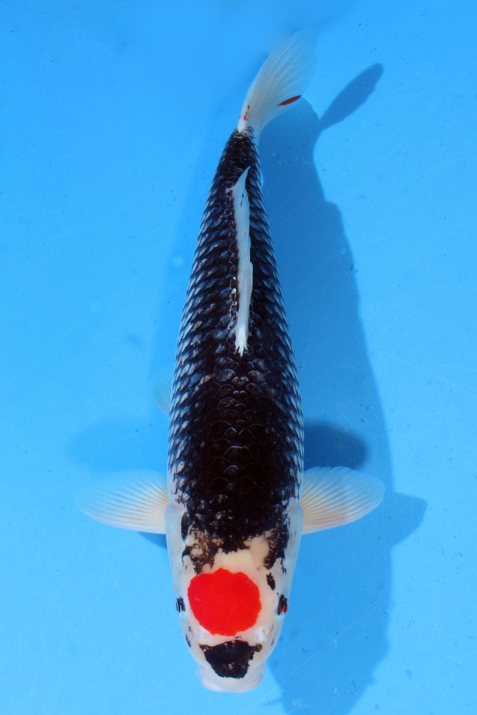 菅野产 二才 50cm 雌性 346008