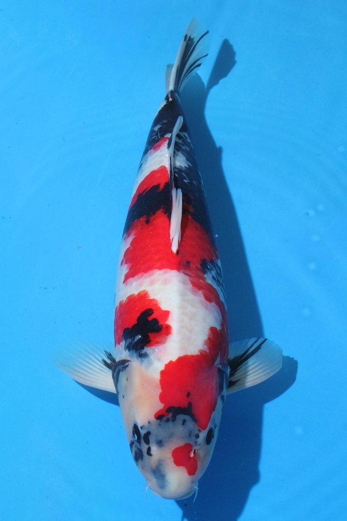 关口产 三才 62cm 雌性 346016