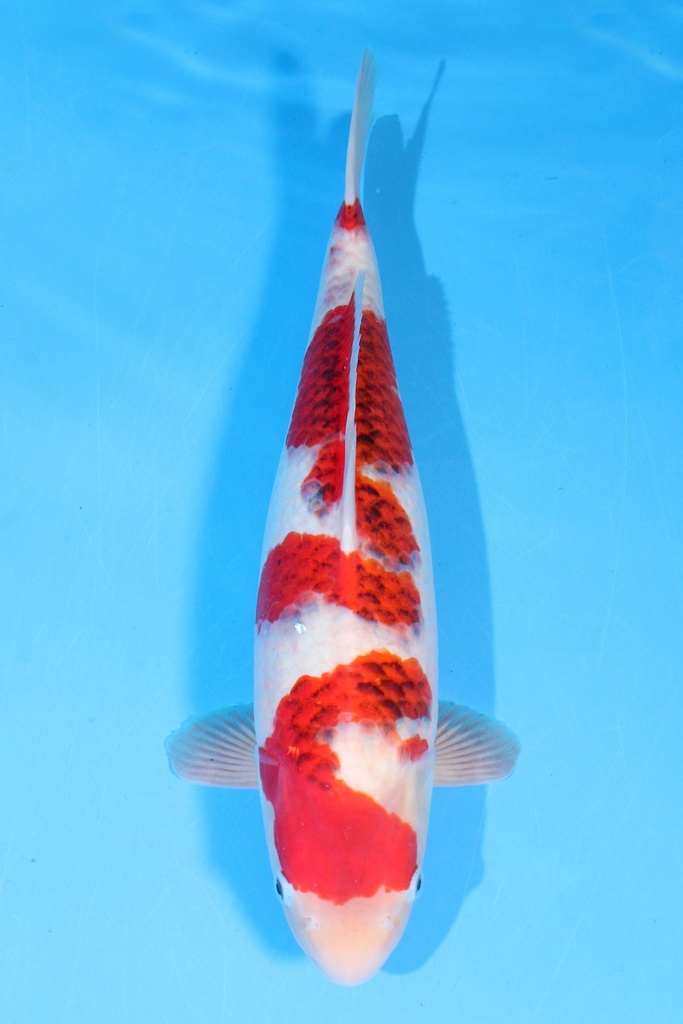 细海产  三才 56cm 雌性 346030