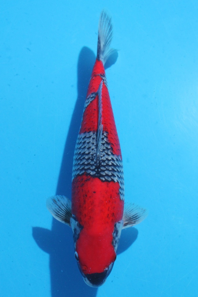 川上产 二才 44cm 雌性 346037