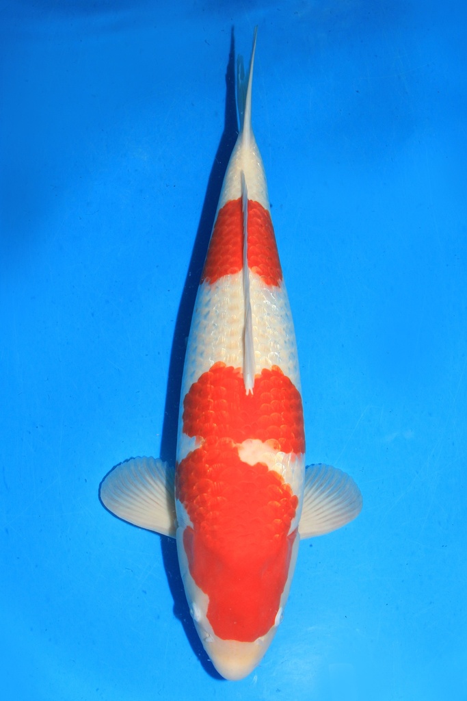 尾形产 四才 69cm 雌性 346019