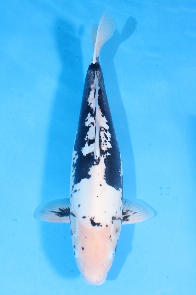 谷养产 三才 56cm 雌性 346035