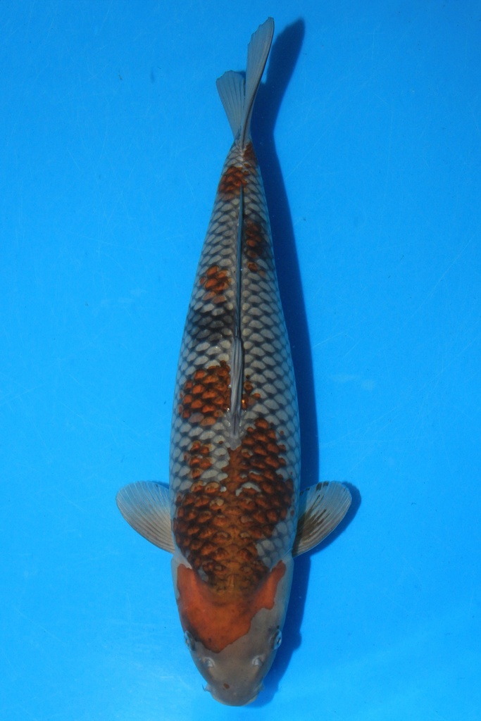 清十郎产 二才 52cm 雌性 346061