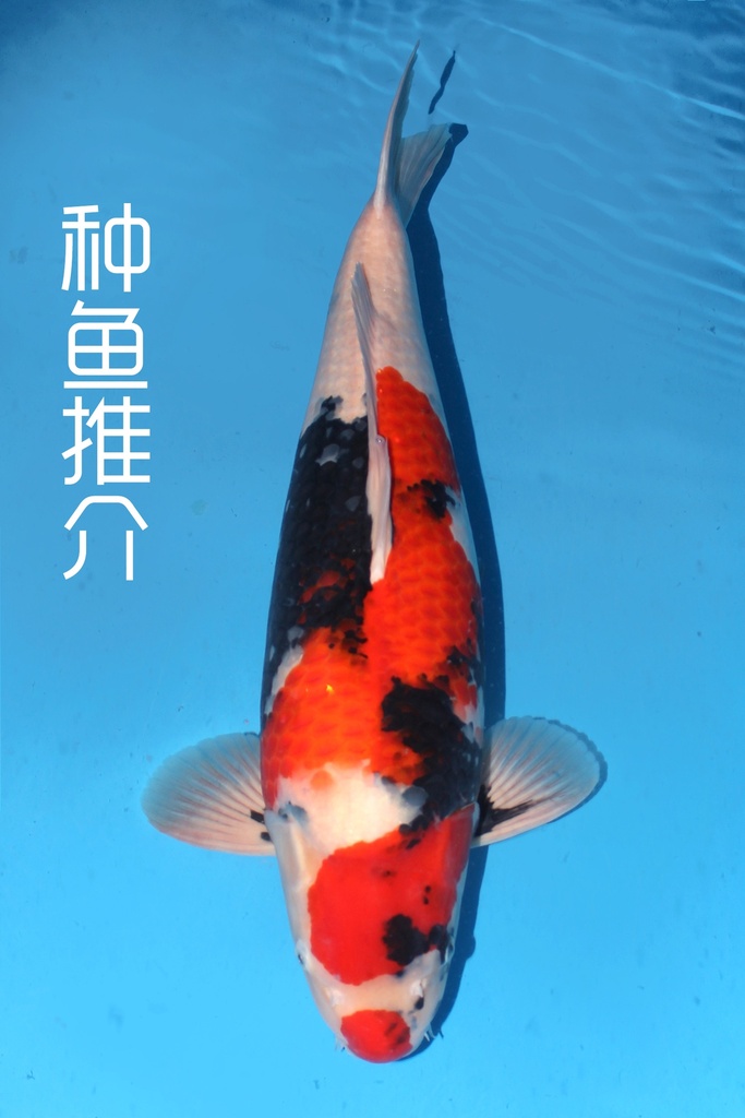 大日产 三才 68cm 雌性 种鱼推介 346045